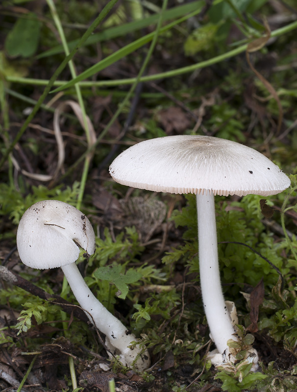 Volvariella murinella